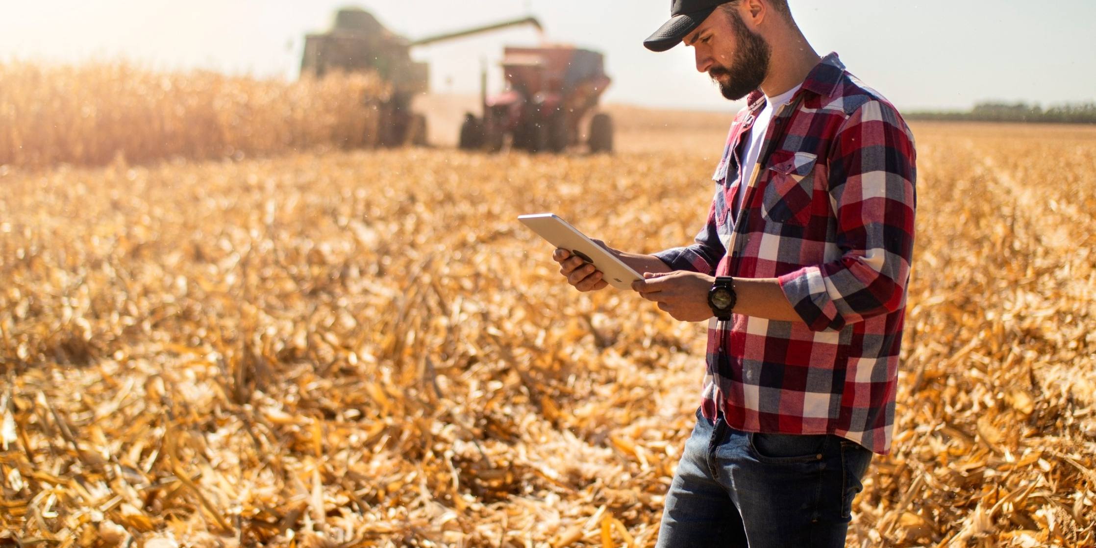 Farmer using a tablet in a cornfield with a combine harvester in the background