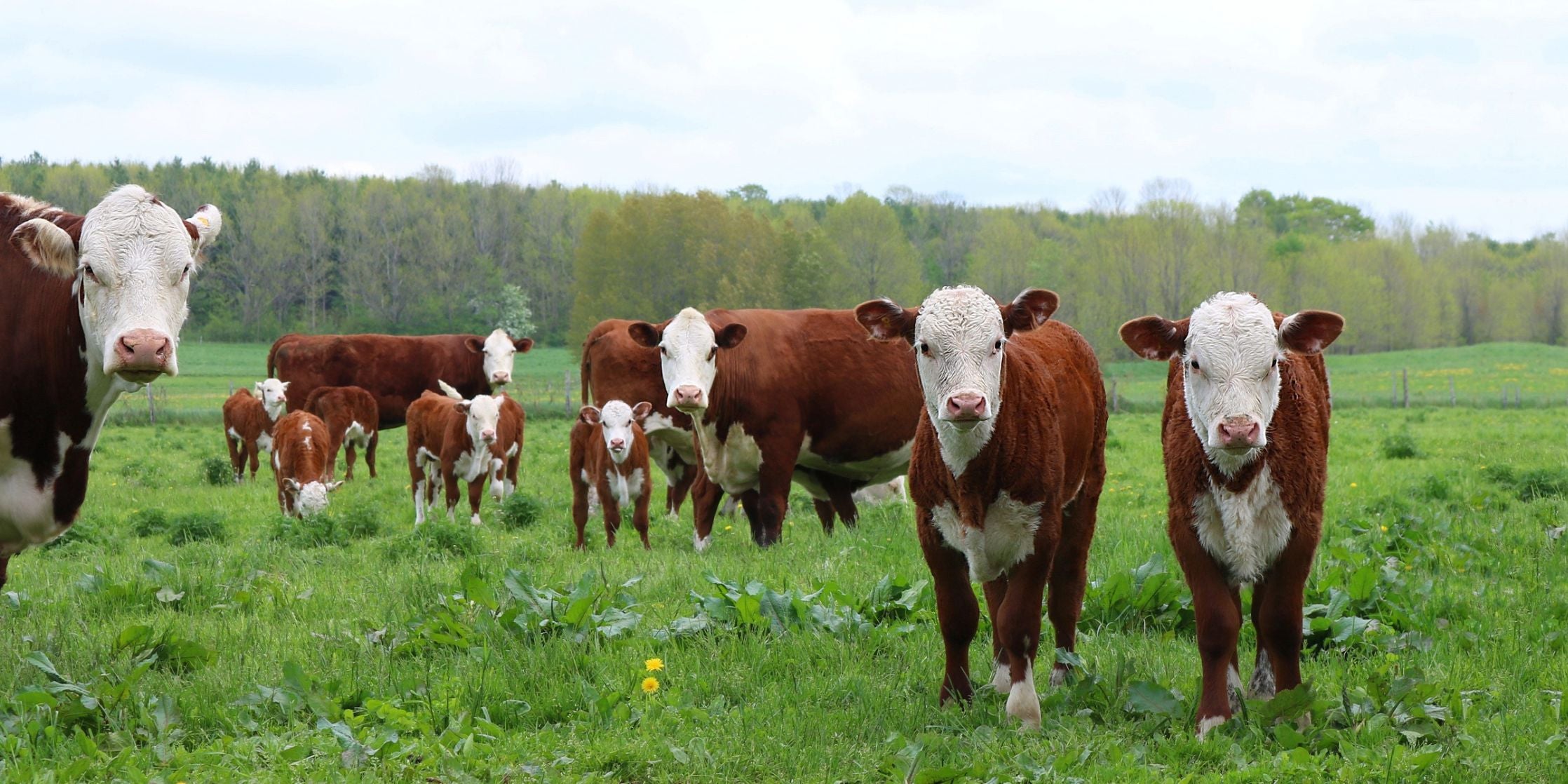 Safety Connection:  Livestock Handling Safety in Agriculture