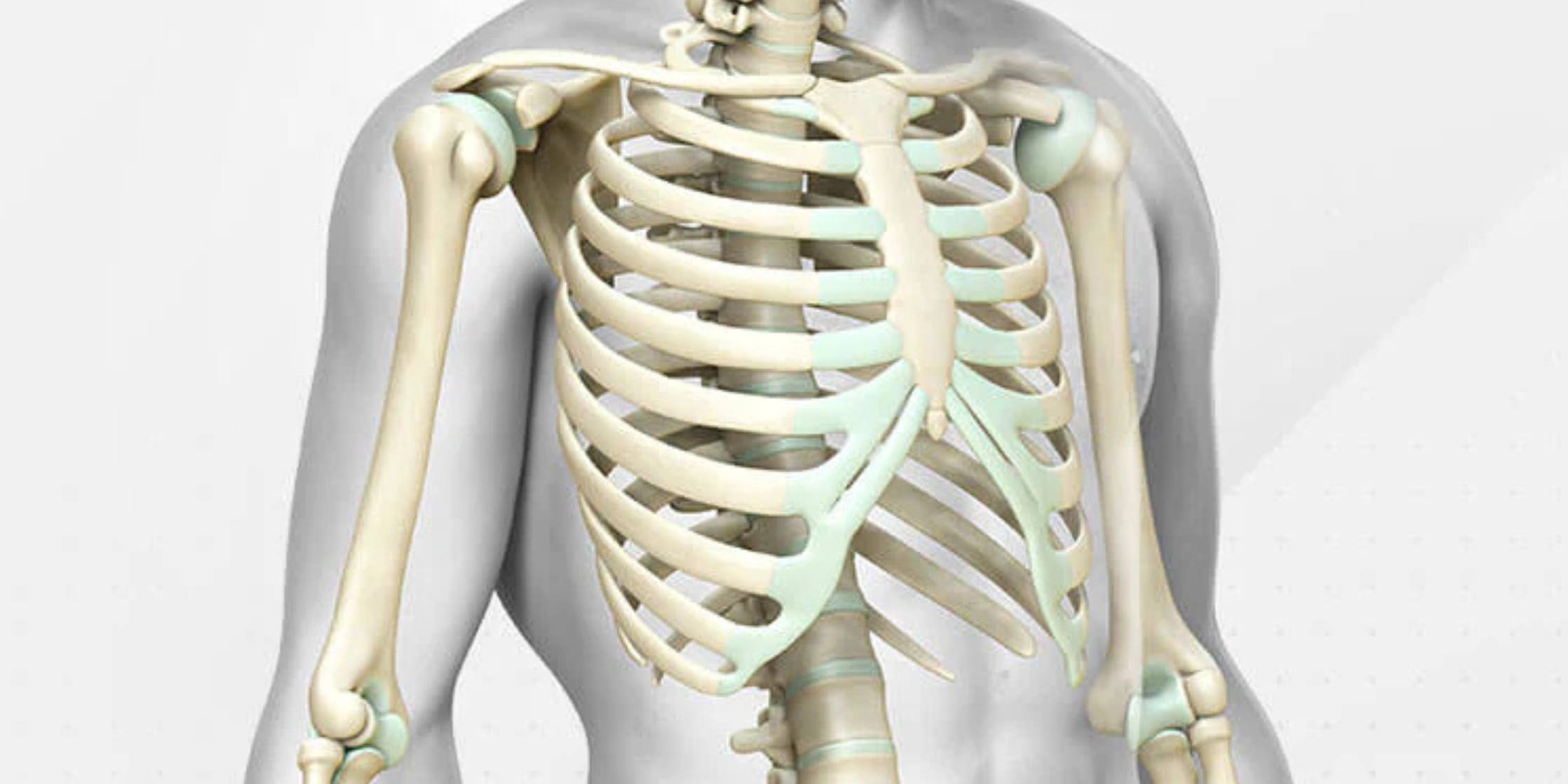 3D model of a human skeleton focusing on the ribcage and shoulder area.
