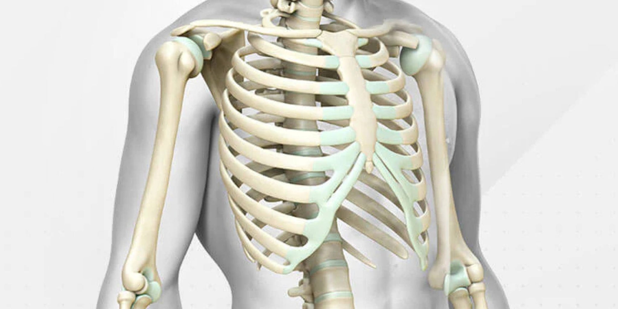 3D model of a human skeleton focusing on the ribcage and shoulder area.