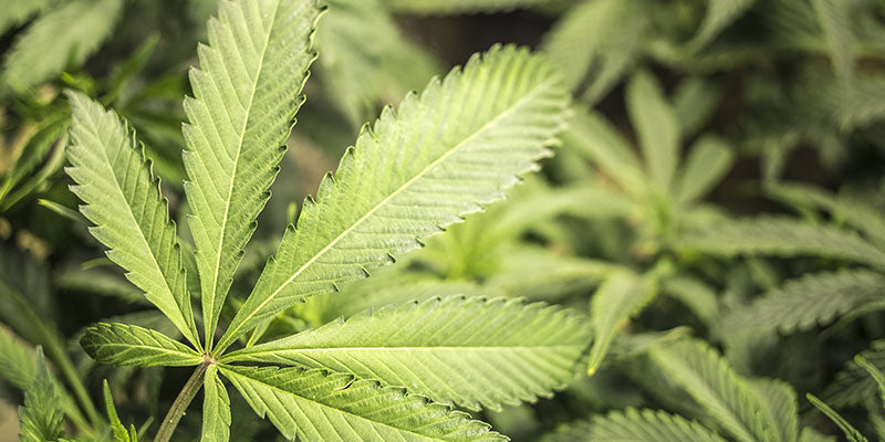 L'affaiblissement des facultés et le cannabis au travail